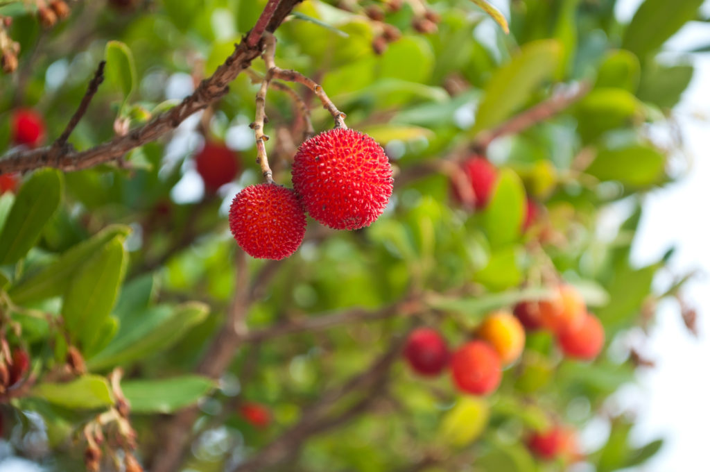 Madrone berries wild fruits from the strawberry tree Rungis