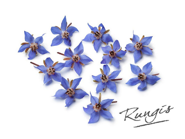 Boragebloemen blauw