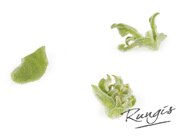 Fijne zilte ijskruidsla