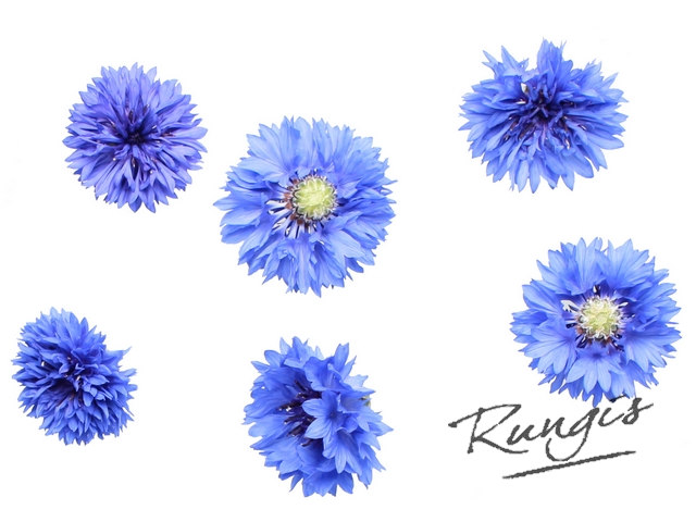 Blauwe korenbloemen