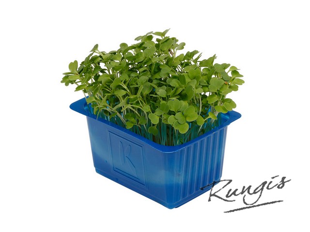 Rucola cress