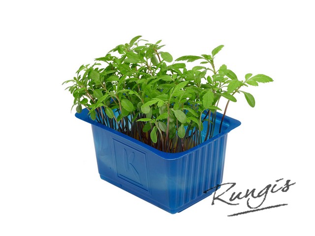 Aclla cress
