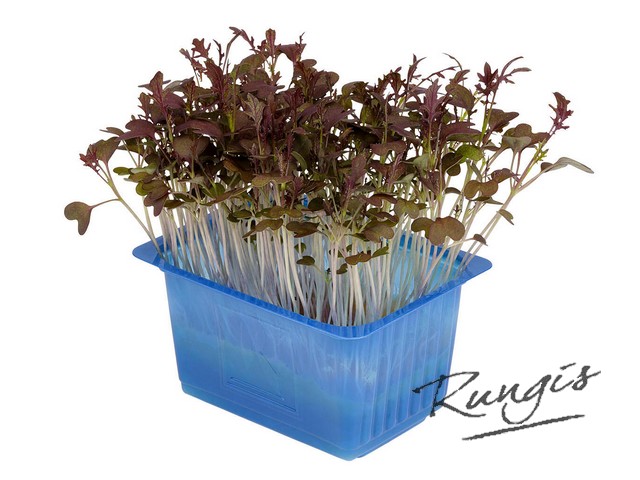 Kyona mustard cress